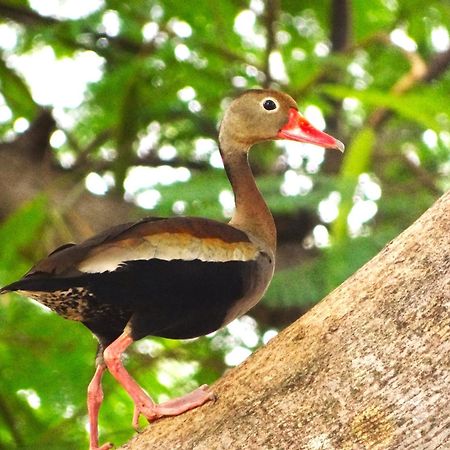 Pousada Fazenda Xaraes Todos os Santos Екстериор снимка